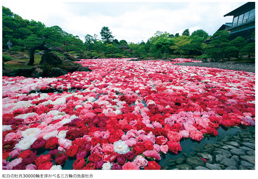[島根] 由志園。以牡丹花聞名的迴遊式日本庭園，即使是雨天也是絕美 (大根島/人蔘) @偽日本人May．食遊玩樂