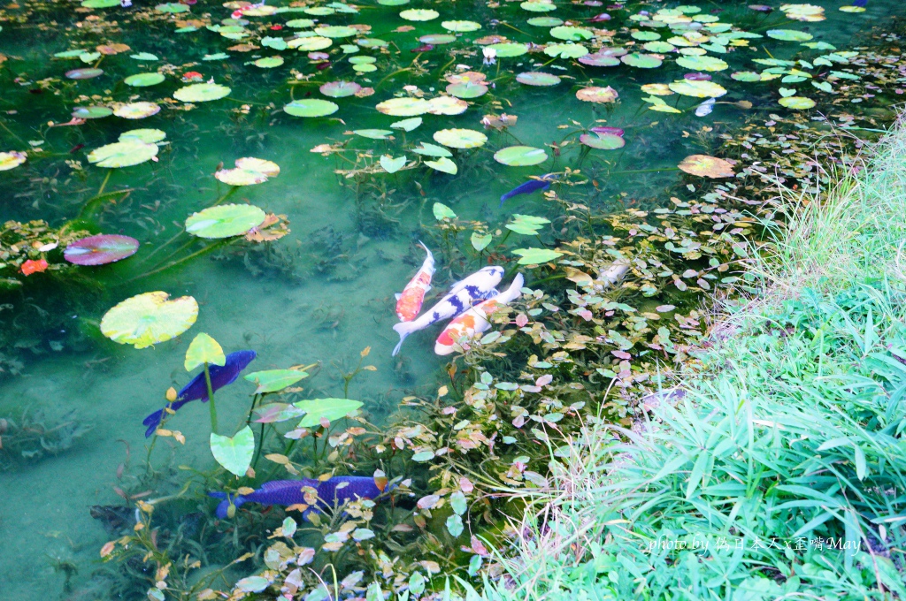 日本絕景攝影 | 遠赴岐阜縣根道神社，一睹如同畫作「莫內之池」的絕景 | 為了一張照片你願意花多時間?  (建議自駕前往/附大眾交通工具方式) @偽日本人May．食遊玩樂