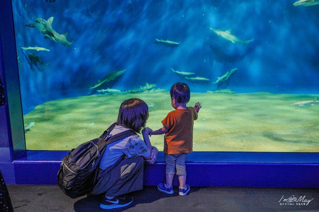 茨城、大洗 | 可近距離體驗海底世界的親子旅遊景點「アクアワールド大洗 ( AQUA WORLD、大洗水族館 )」| 飼養種類日本最大的鯊魚、日本最大的翻車魚專用水槽！ @偽日本人May．食遊玩樂