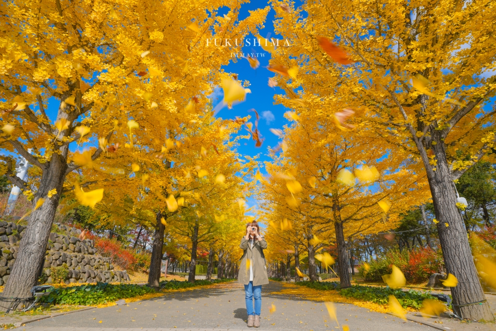 福島 | 漫步在璀璨金黃的銀杏大道下「あづま総合運動公園のイチョウ並木」(吾妻綜合運動公園) | 超過百顆銀杏樹排列而成的絕美步道、福島秋季景點
