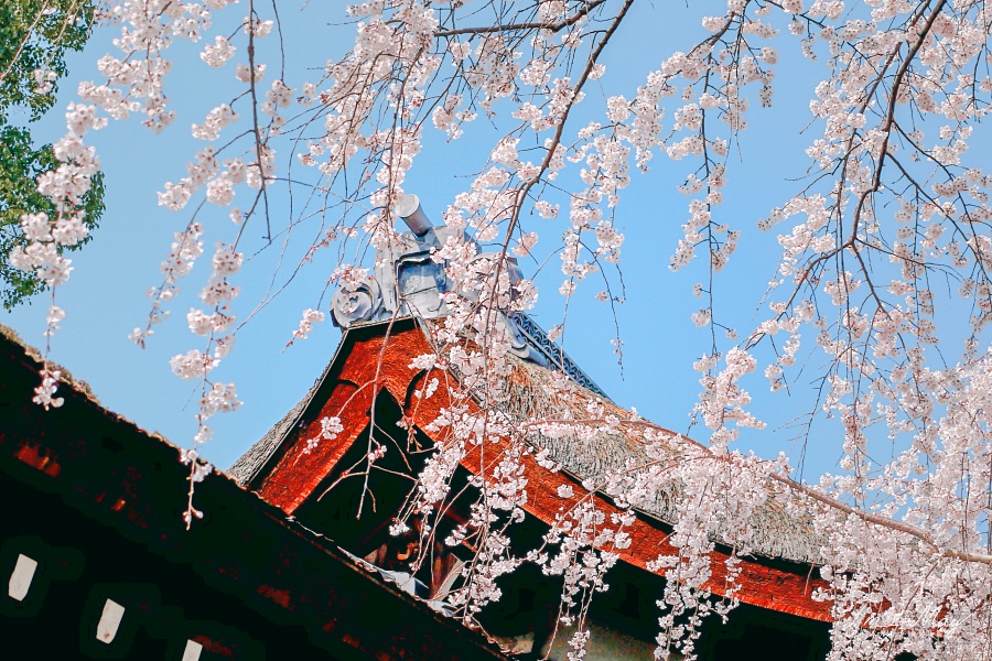 踩踏京都慢時光 : 春限定單車散策路線 | 穿梭於西陣町屋巷弄，漫遊在絢麗燦爛的春櫻之間，走訪私房賞櫻穴場景點  @偽日本人May．食遊玩樂