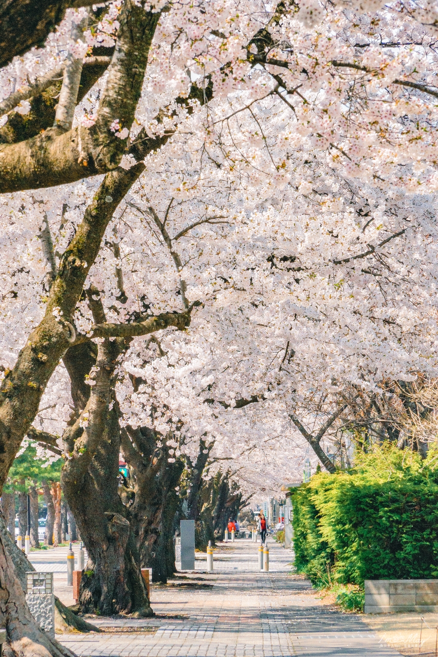 青森賞櫻景點推薦 | 日本最美的藝術街道 : 十和田官廳街通 (駒街道) | 打開你的藝視界，在櫻花樹下欣賞街道藝術。Plus 攝影地點 : 十和田市役所觀景台 @偽日本人May．食遊玩樂