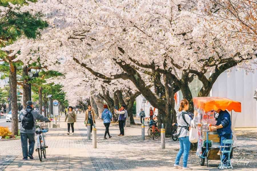 青森賞櫻景點推薦 | 日本最美的藝術街道 : 十和田官廳街通 (駒街道) | 打開你的藝視界，在櫻花樹下欣賞街道藝術。Plus 攝影地點 : 十和田市役所觀景台 @偽日本人May．食遊玩樂