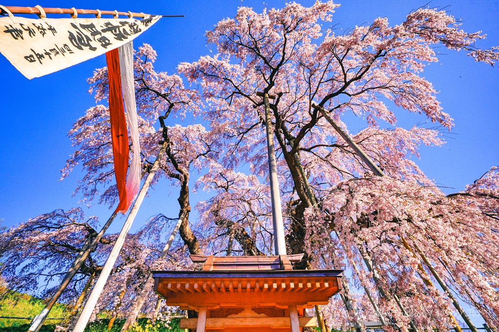 [京都] 大原 寶泉院。凝視雪白世界裡的庭園美景，與七百年樹齡的五葉松對望 (大原/血天井) @偽日本人May．食遊玩樂
