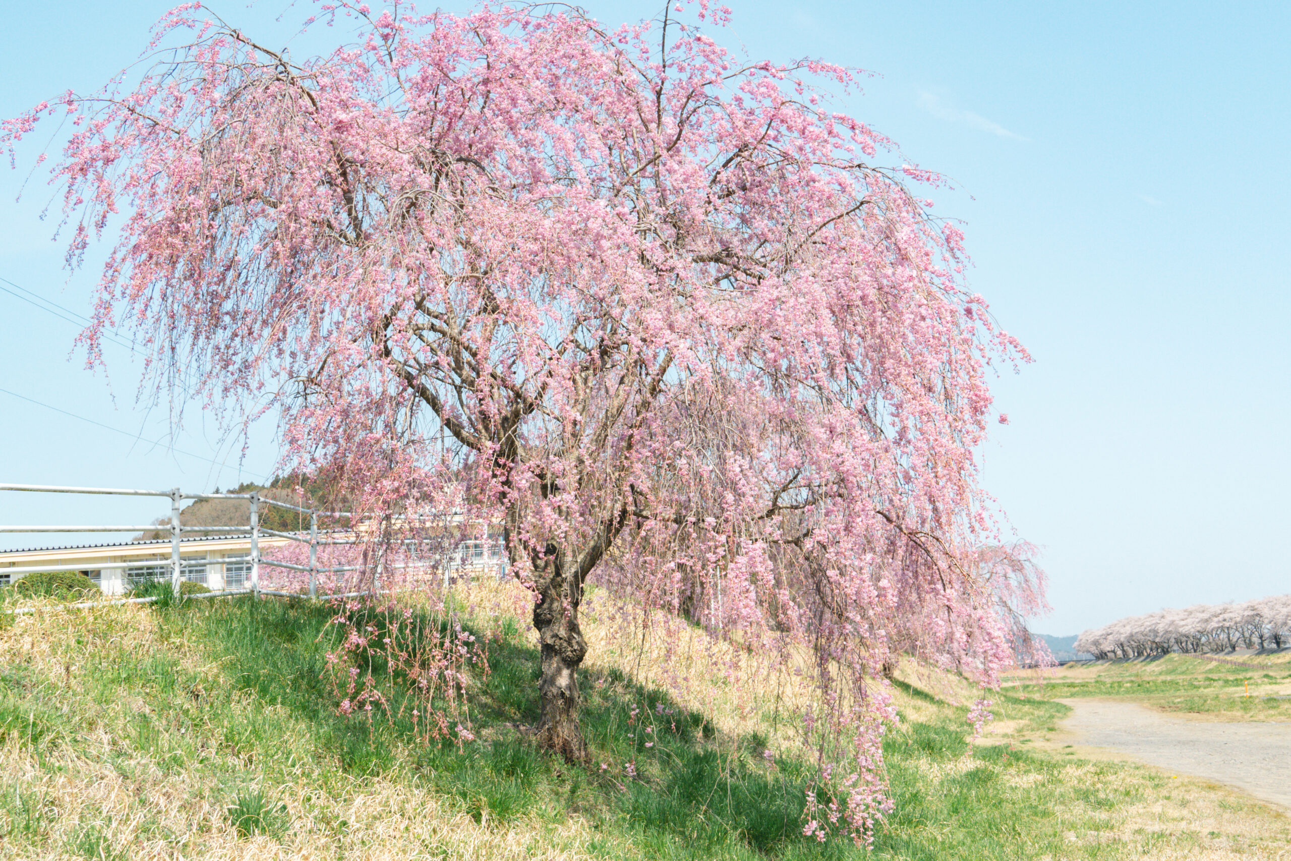 福島攝影記錄 | 粉櫻浪漫的春季 : 久慈川河川敷の桜並木，當地人散步的河畔小徑 @偽日本人May．食遊玩樂