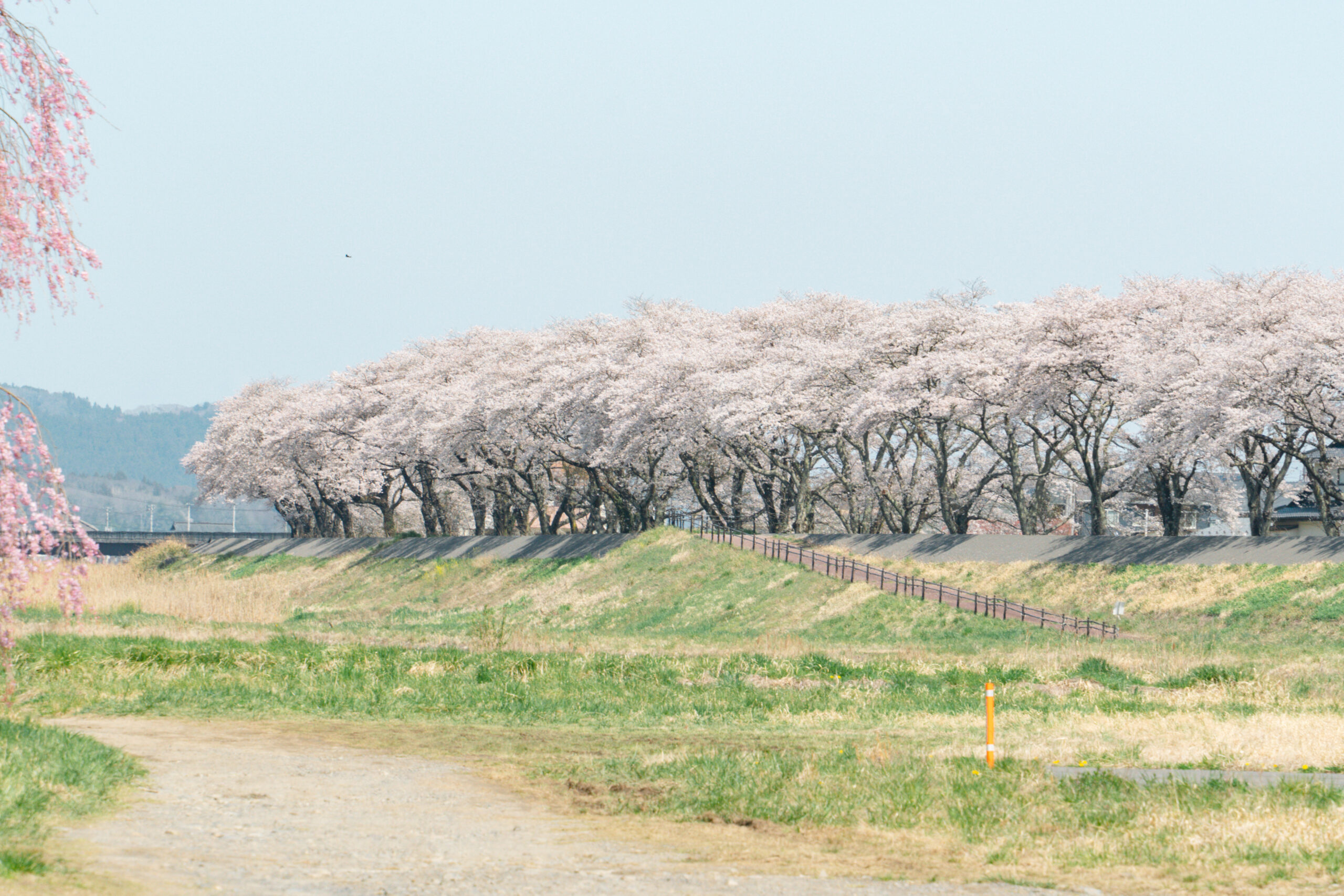 福島攝影記錄 | 粉櫻浪漫的春季 : 久慈川河川敷の桜並木，當地人散步的河畔小徑 @偽日本人May．食遊玩樂