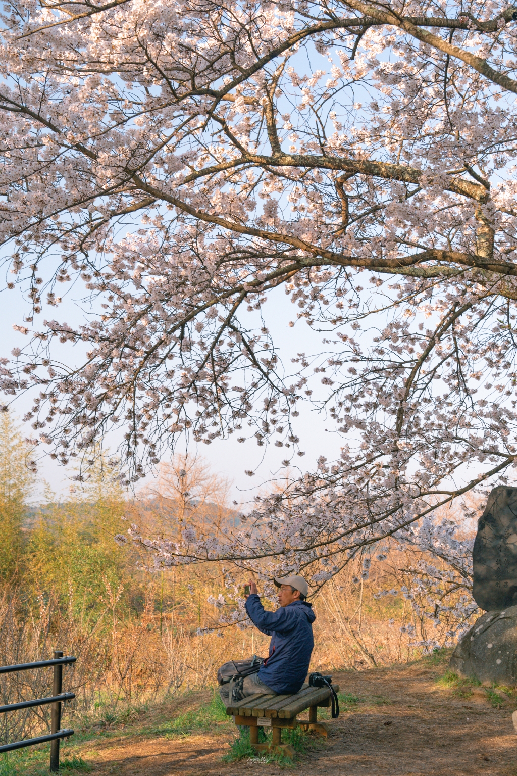 福島攝影記錄 | 在粉櫻浪漫的春季，有著搖曳垂枝流瀑、獨自綻放的千年一本櫻 : 三春瀧櫻（みはるたきざくら） @偽日本人May．食遊玩樂