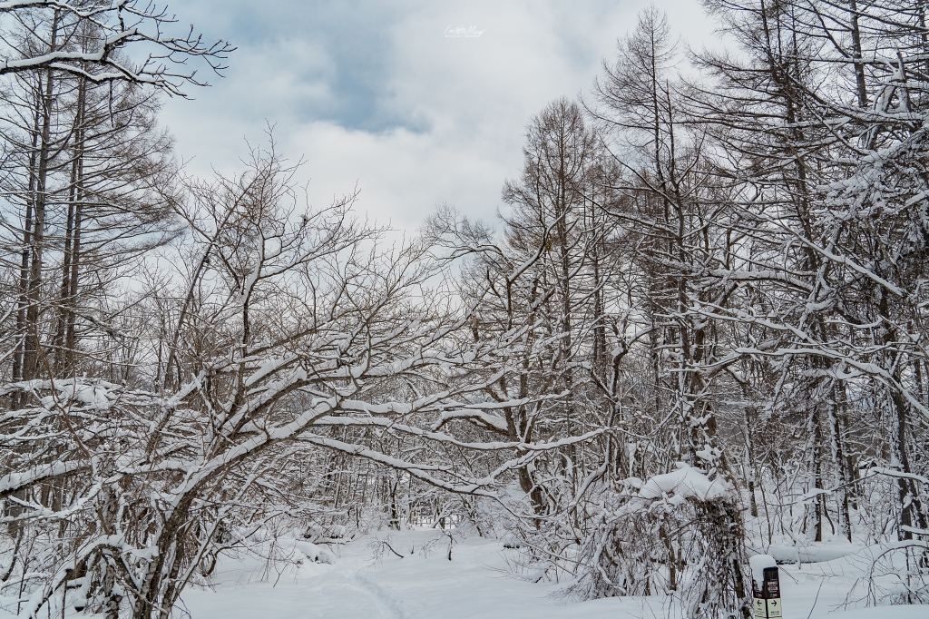 福島攝影記錄 | 在雪封的國度，踏入白雪覆蓋的五色沼，獨享空氣裡的寂靜，盡賞碧綠湖色的自然景致 @偽日本人May．食遊玩樂