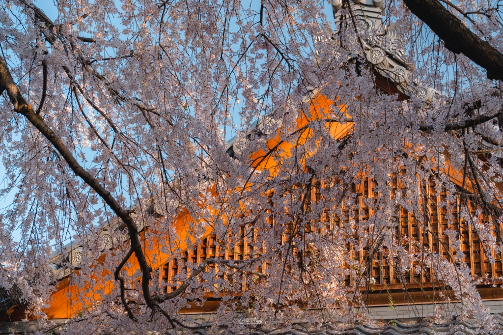 京都攝影記錄 | 在春櫻爛漫的日子 : 轉個彎，遇見不經意的浪漫，在方丈之前獨自美麗的枝垂櫻 : 本滿寺（ほんまんじ） @偽日本人May．食遊玩樂