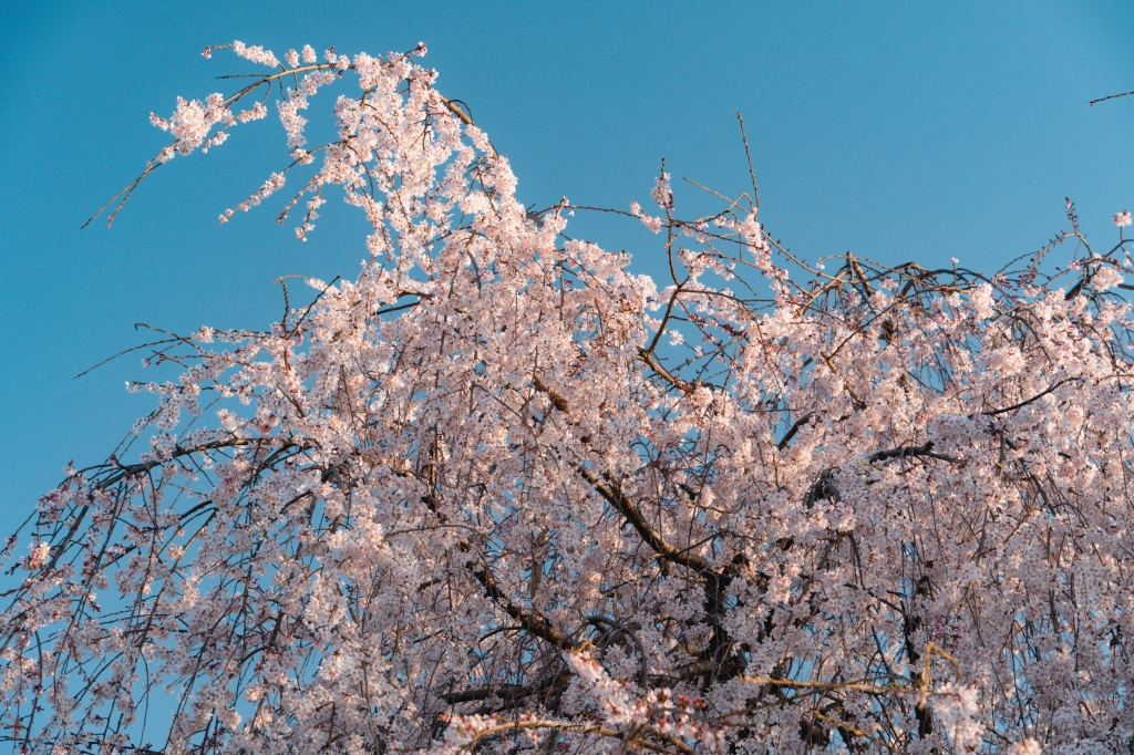 京都攝影記錄 | 在春櫻爛漫的日子 : 轉個彎，遇見不經意的浪漫，在方丈之前獨自美麗的枝垂櫻 : 本滿寺（ほんまんじ） @偽日本人May．食遊玩樂