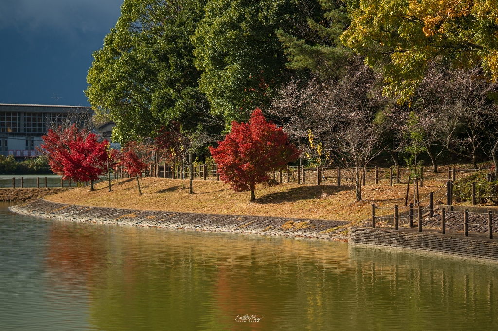 關西攝影記錄 | 秋色交織的神聖殿堂：鏡頭下橿原神宮的紅葉美景與光影交錯的季節變遷之美 @偽日本人May．食遊玩樂