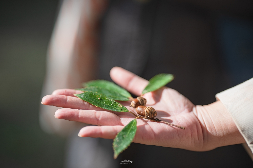 關西攝影記錄 | 秋色交織的神聖殿堂：鏡頭下橿原神宮的紅葉美景與光影交錯的季節變遷之美 @偽日本人May．食遊玩樂