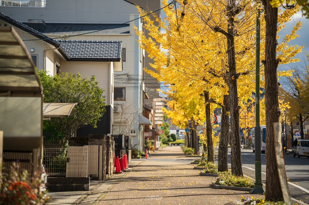 關西攝影記錄 | 秋色交織的神聖殿堂：鏡頭下橿原神宮的紅葉美景與光影交錯的季節變遷之美 @偽日本人May．食遊玩樂