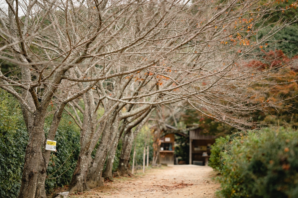 關西深度旅行 | 奈良飛鳥地區 : 充滿古代浪漫氣息「石舞臺古墳」探索日本飛鳥時代的歷史遺跡 @偽日本人May．食遊玩樂