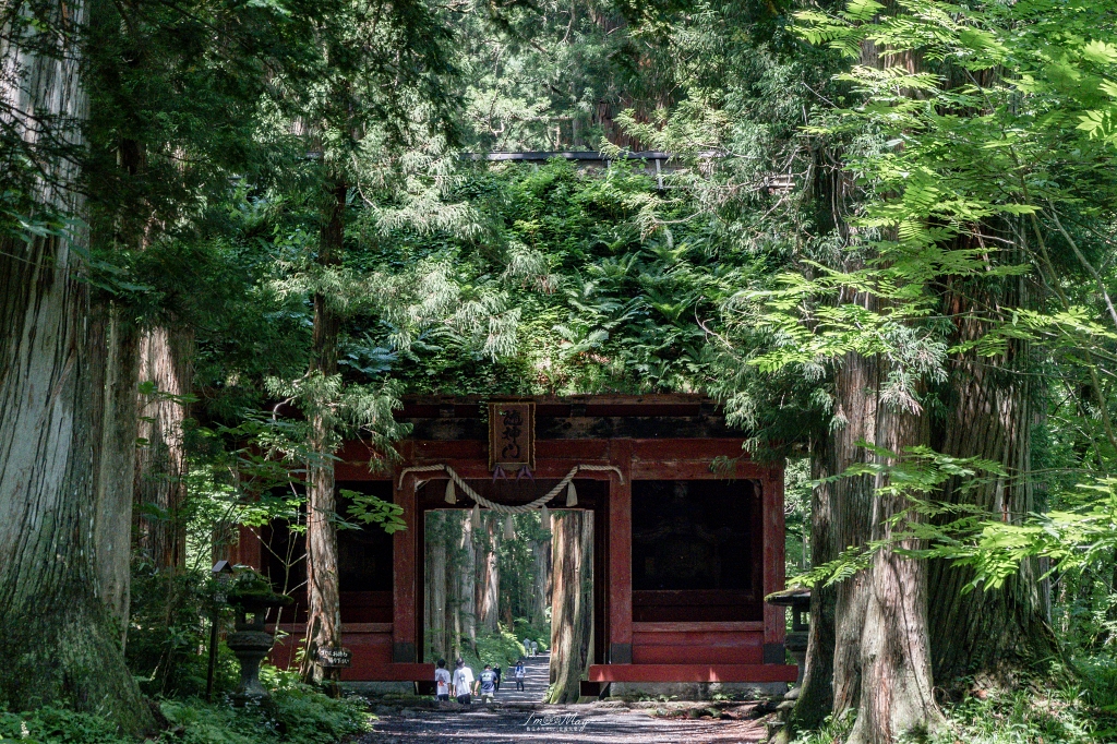 夏天走進日本深山神域！【長野戶隱神社五社巡禮】夏季一日順走實錄｜奧社杉林美景、御朱印帳推薦、交通與步行時間分享！輕鬆走法不藏私 @偽日本人May．食遊玩樂