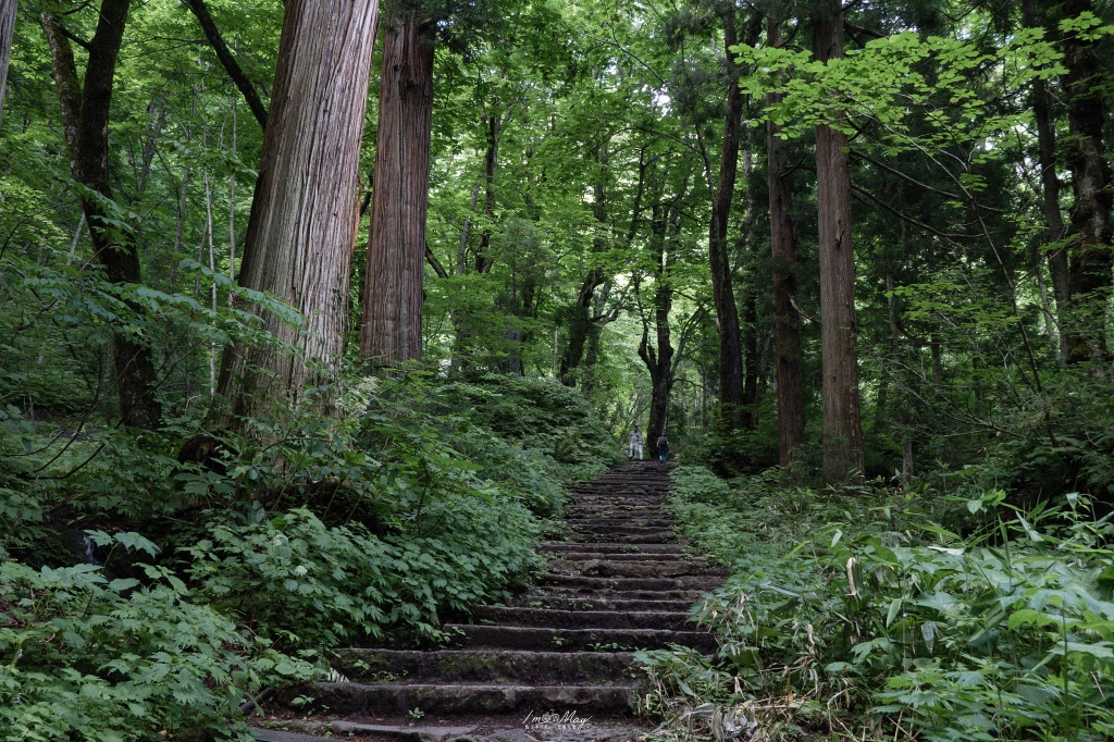 夏天走進日本深山神域！【長野戶隱神社五社巡禮】夏季一日順走實錄｜奧社杉林美景、御朱印帳推薦、交通與步行時間分享！輕鬆走法不藏私 @偽日本人May．食遊玩樂