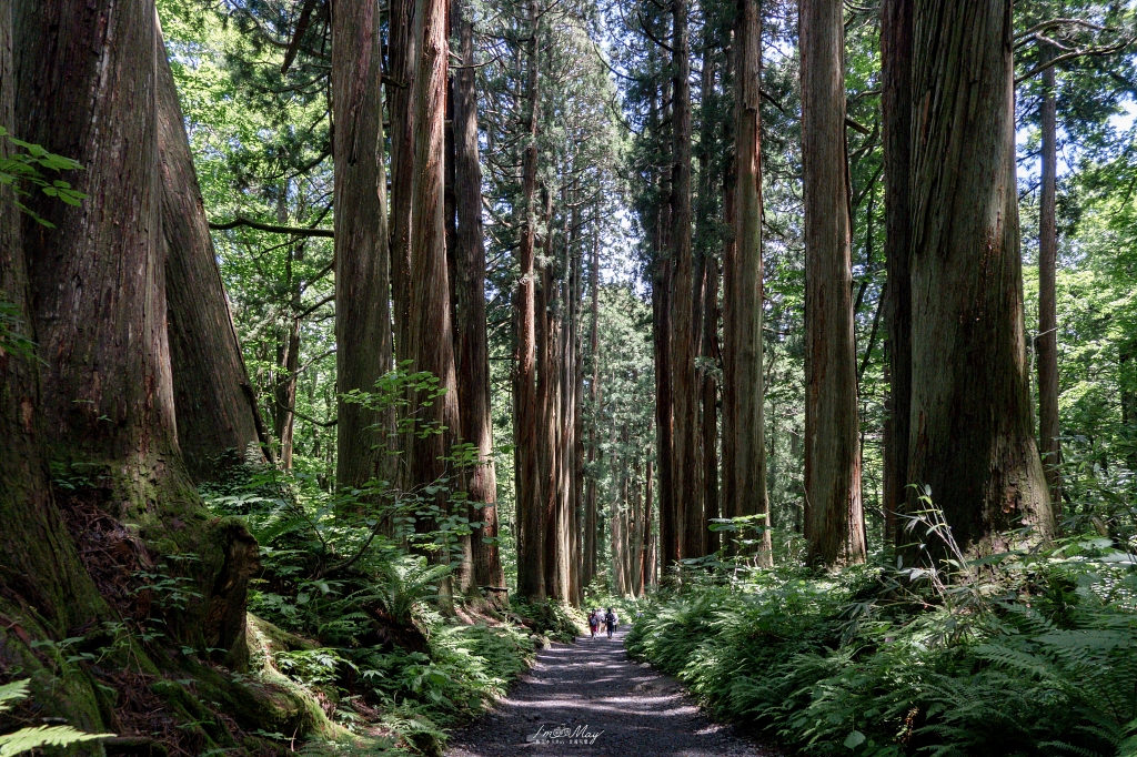 夏天走進日本深山神域！【長野戶隱神社五社巡禮】夏季一日順走實錄｜奧社杉林美景、御朱印帳推薦、交通與步行時間分享！輕鬆走法不藏私 @偽日本人May．食遊玩樂