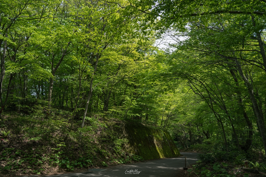 青森攝影記錄 | 白神山地十二湖慢行記 : 雞頭場之池、青池、沸壺之池，用腳步記錄森林裡的藍與光影 @偽日本人May．食遊玩樂