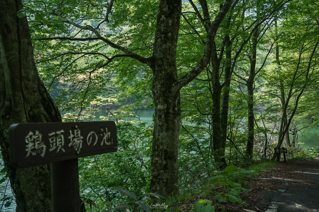 青森攝影記錄 | 白神山地十二湖慢行記 : 雞頭場之池、青池、沸壺之池，用腳步記錄森林裡的藍與光影 @偽日本人May．食遊玩樂