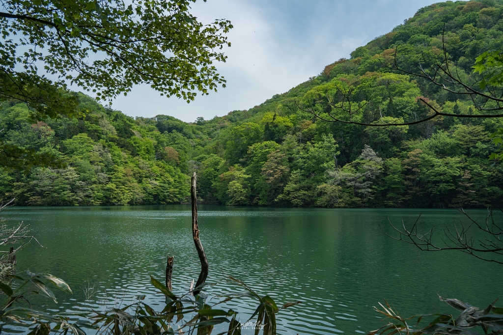 青森攝影記錄 | 白神山地十二湖慢行記 : 雞頭場之池、青池、沸壺之池，用腳步記錄森林裡的藍與光影 @偽日本人May．食遊玩樂