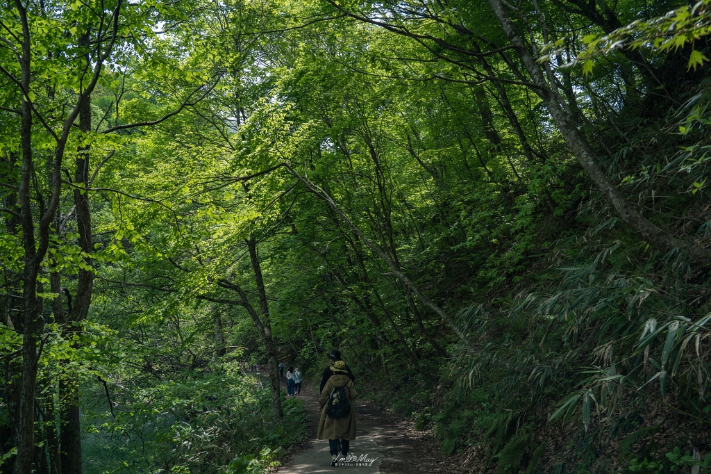 青森攝影記錄 | 白神山地十二湖慢行記 : 雞頭場之池、青池、沸壺之池，用腳步記錄森林裡的藍與光影 @偽日本人May．食遊玩樂