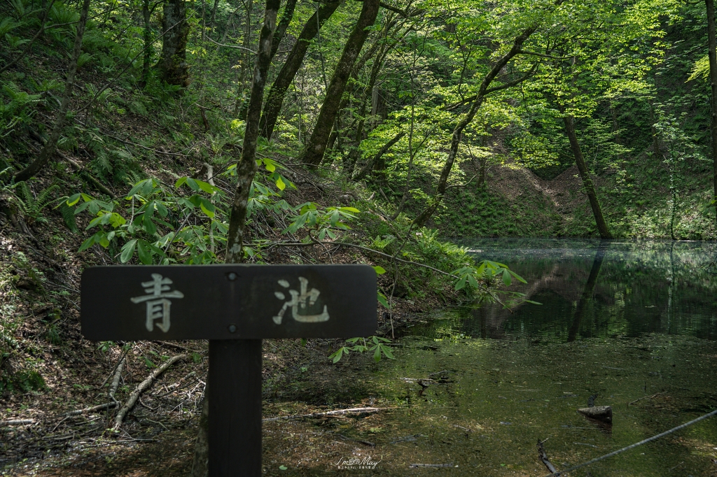 青森攝影記錄 | 白神山地十二湖慢行記 : 雞頭場之池、青池、沸壺之池，用腳步記錄森林裡的藍與光影 @偽日本人May．食遊玩樂