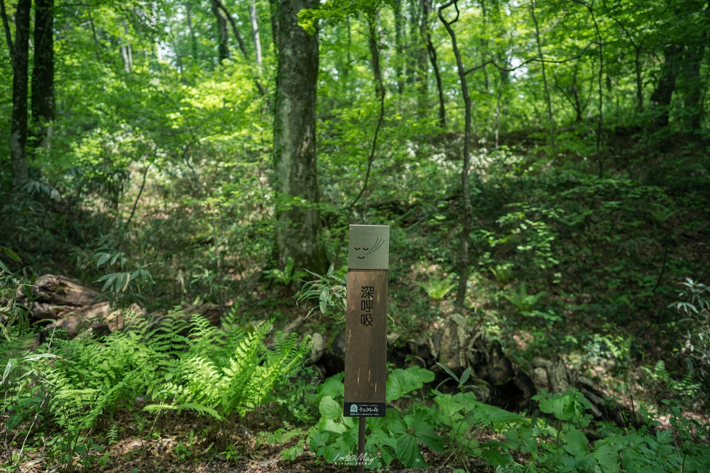 青森攝影記錄 | 白神山地十二湖慢行記 : 雞頭場之池、青池、沸壺之池，用腳步記錄森林裡的藍與光影 @偽日本人May．食遊玩樂