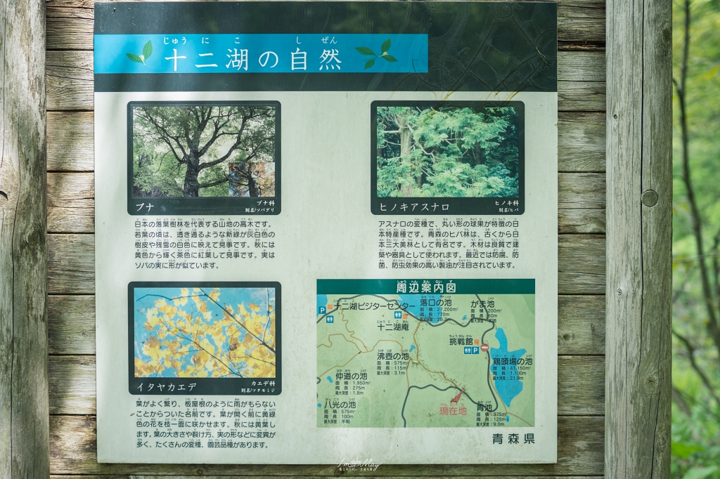 青森攝影記錄 | 白神山地十二湖慢行記 : 雞頭場之池、青池、沸壺之池，用腳步記錄森林裡的藍與光影 @偽日本人May．食遊玩樂