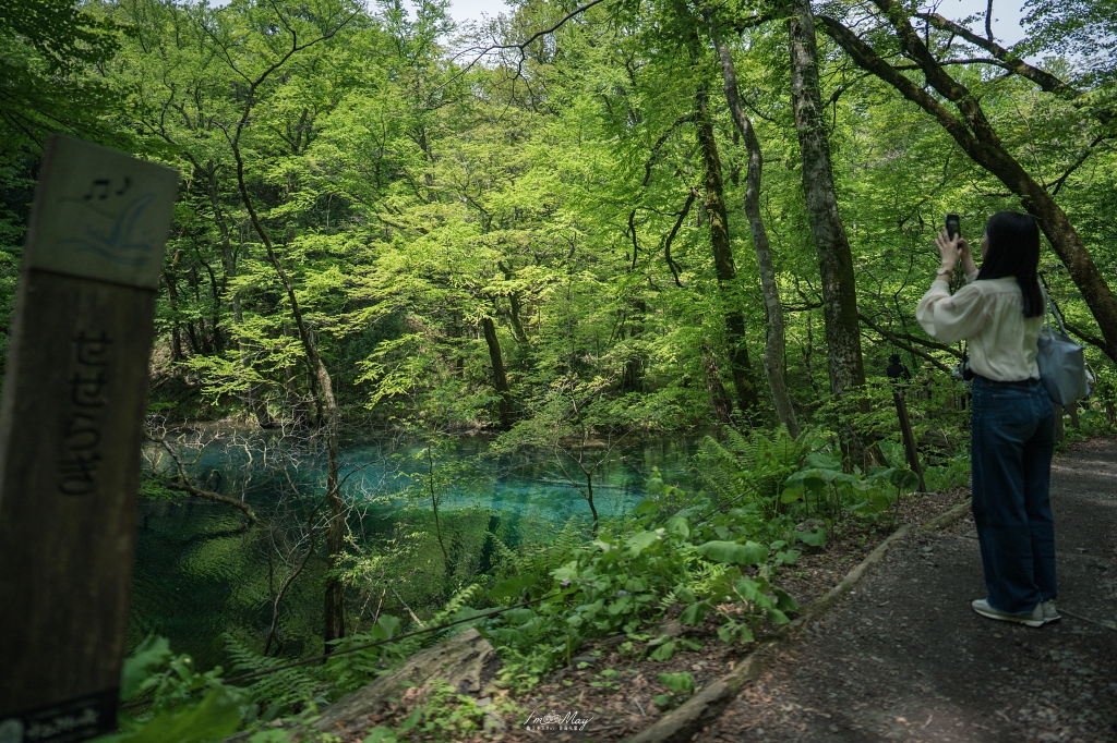 青森攝影記錄 | 白神山地十二湖慢行記 : 雞頭場之池、青池、沸壺之池，用腳步記錄森林裡的藍與光影 @偽日本人May．食遊玩樂