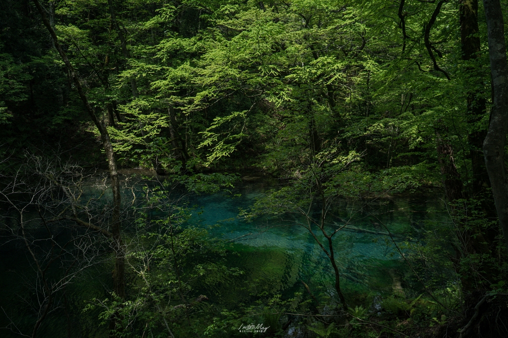 青森攝影記錄 | 白神山地十二湖慢行記 : 雞頭場之池、青池、沸壺之池，用腳步記錄森林裡的藍與光影 @偽日本人May．食遊玩樂