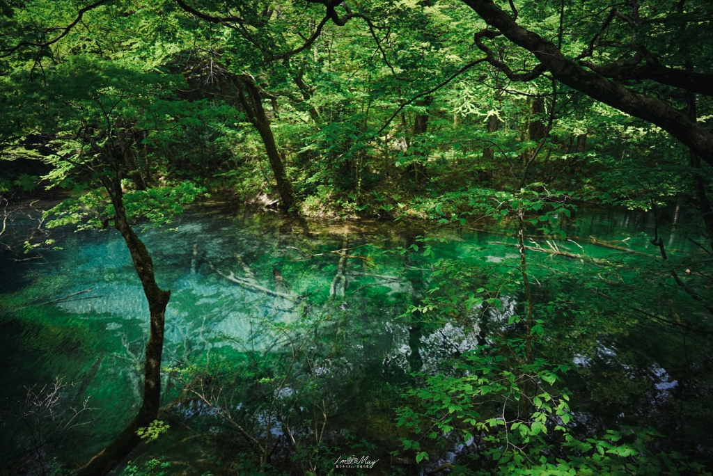 青森攝影記錄 | 白神山地十二湖慢行記 : 雞頭場之池、青池、沸壺之池，用腳步記錄森林裡的藍與光影 @偽日本人May．食遊玩樂