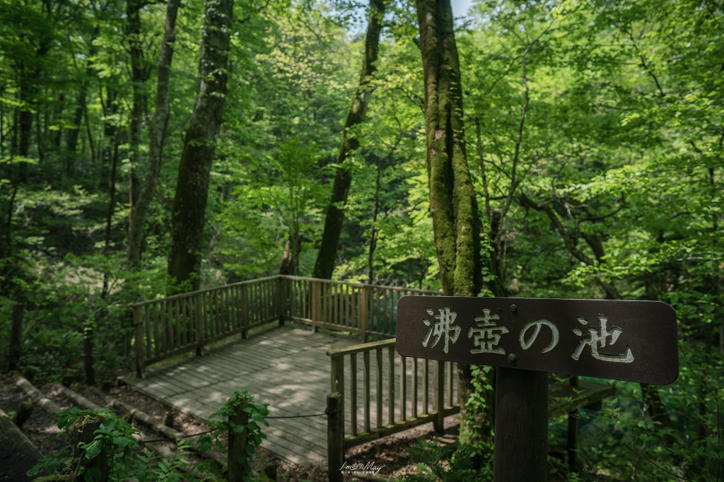 青森攝影記錄 | 白神山地十二湖慢行記 : 雞頭場之池、青池、沸壺之池，用腳步記錄森林裡的藍與光影 @偽日本人May．食遊玩樂