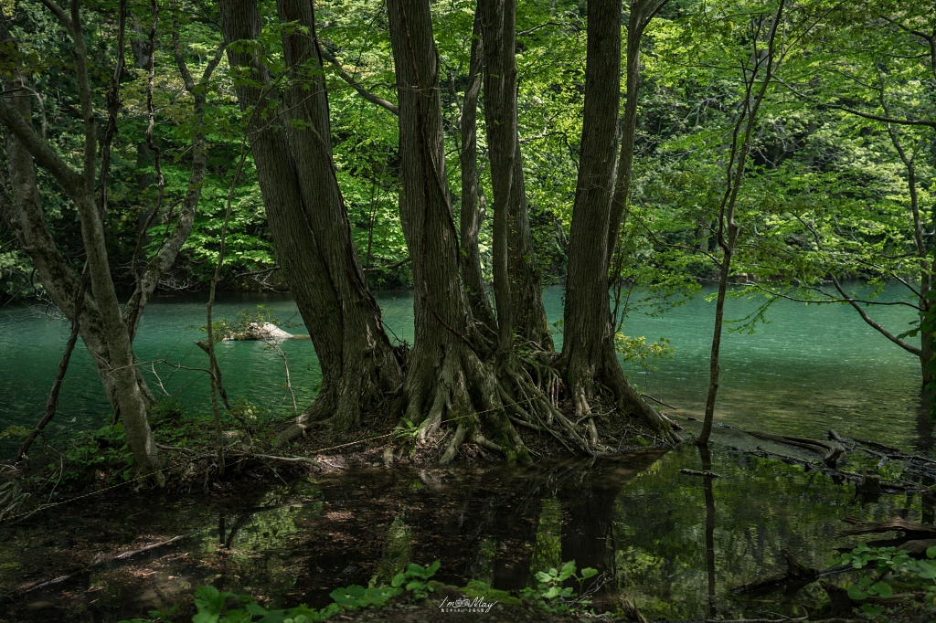 青森攝影記錄 | 白神山地十二湖慢行記 : 雞頭場之池、青池、沸壺之池，用腳步記錄森林裡的藍與光影 @偽日本人May．食遊玩樂