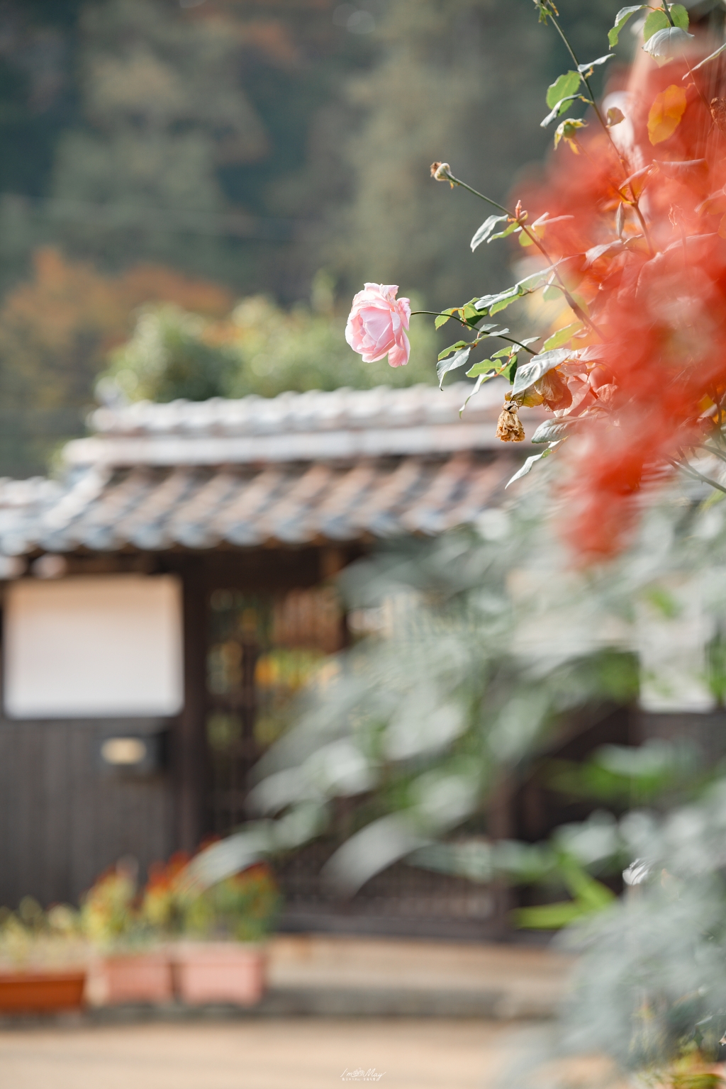 岡山攝影記錄 | 吹屋景點散策 : 一場紅色晨光裡的攝影散策，紅磚街道、百年小學與山中神社的光影旅程 @偽日本人May．食遊玩樂