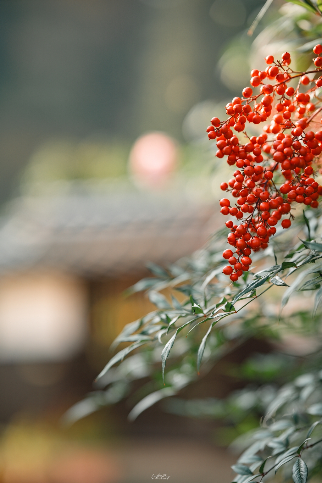 岡山攝影記錄 | 吹屋景點散策 : 一場紅色晨光裡的攝影散策，紅磚街道、百年小學與山中神社的光影旅程 @偽日本人May．食遊玩樂