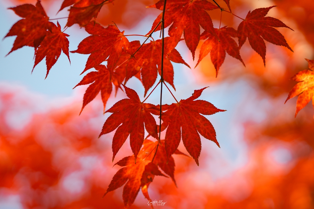 岡山攝影記錄 | 吹屋景點散策 : 一場紅色晨光裡的攝影散策，紅磚街道、百年小學與山中神社的光影旅程 @偽日本人May．食遊玩樂