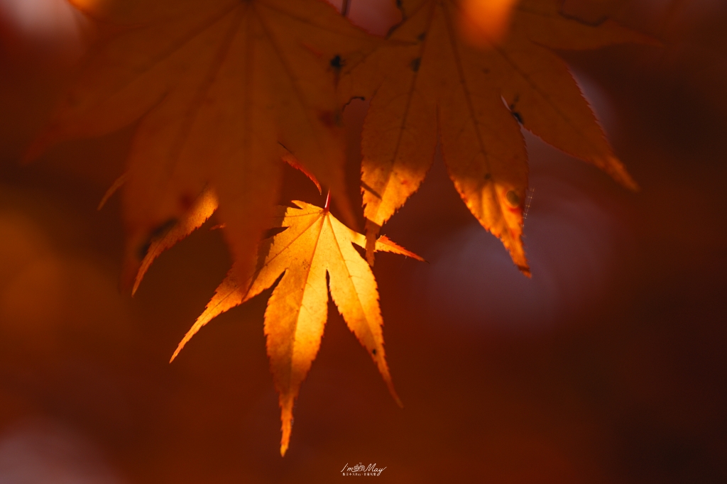 岡山攝影記錄 | 吹屋景點散策 : 一場紅色晨光裡的攝影散策，紅磚街道、百年小學與山中神社的光影旅程 @偽日本人May．食遊玩樂