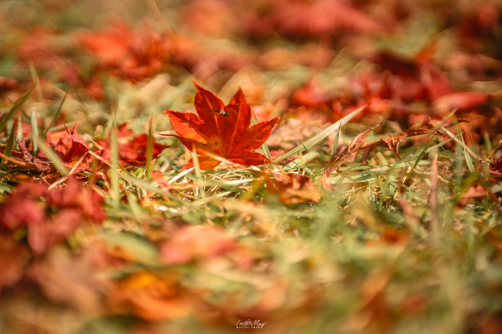 岡山攝影記錄 | 吹屋景點散策 : 一場紅色晨光裡的攝影散策，紅磚街道、百年小學與山中神社的光影旅程 @偽日本人May．食遊玩樂