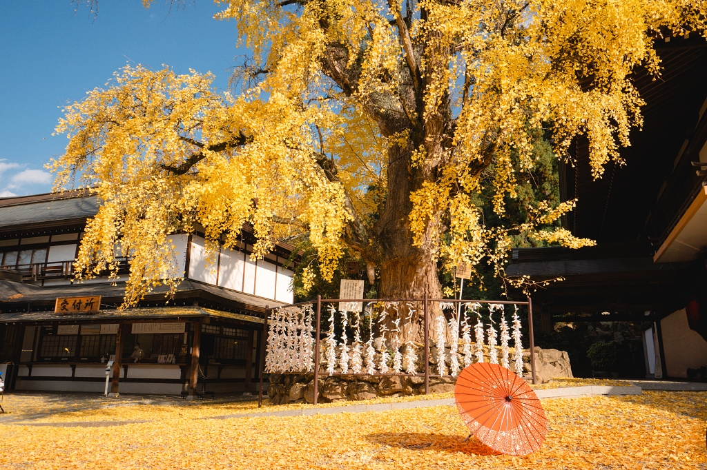 岡山攝影記錄｜吉備津神社秋日銀杏散策：金黃落葉、靜謐迴廊與一場溫柔的人情邂逅 @偽日本人May．食遊玩樂