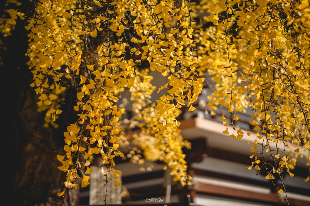 岡山攝影記錄｜吉備津神社秋日銀杏散策：金黃落葉、靜謐迴廊與一場溫柔的人情邂逅 @偽日本人May．食遊玩樂