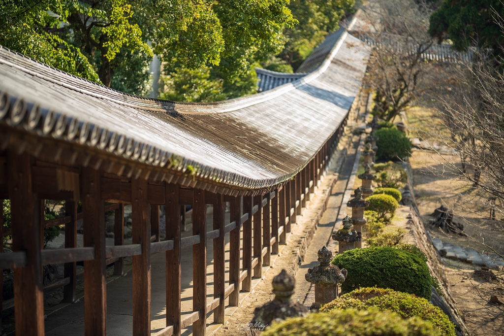 岡山攝影記錄｜吉備津神社秋日銀杏散策：金黃落葉、靜謐迴廊與一場溫柔的人情邂逅 @偽日本人May．食遊玩樂