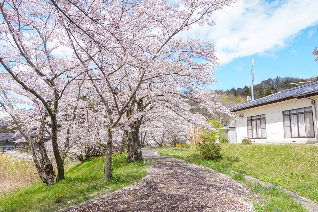 【福島茶屋沼公園櫻花】誤闖池畔祕境的賞櫻旅程｜私房拍照景點不藏私分享 @偽日本人May．食遊玩樂