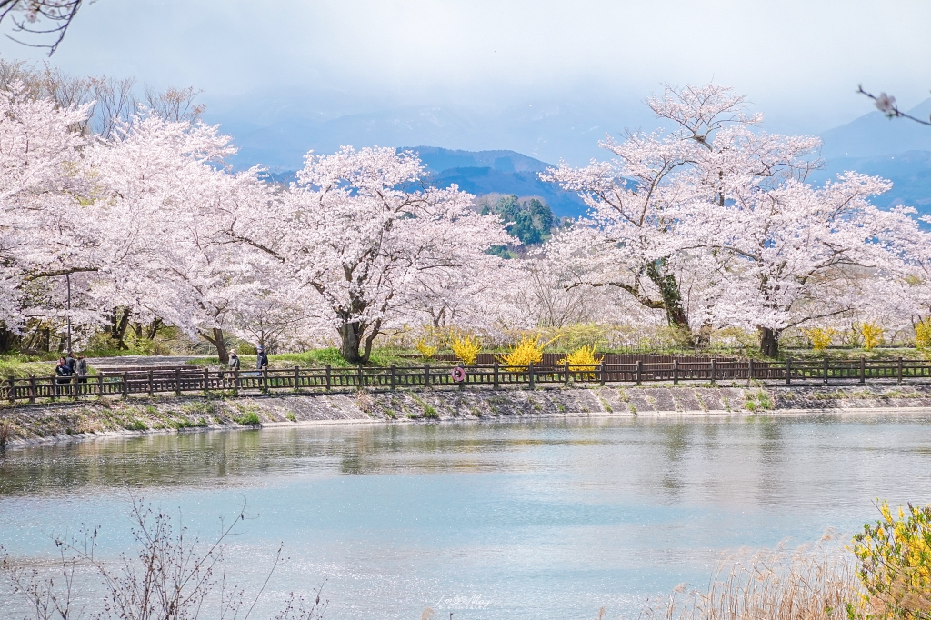 【福島茶屋沼公園櫻花】誤闖池畔祕境的賞櫻旅程｜私房拍照景點不藏私分享 @偽日本人May．食遊玩樂
