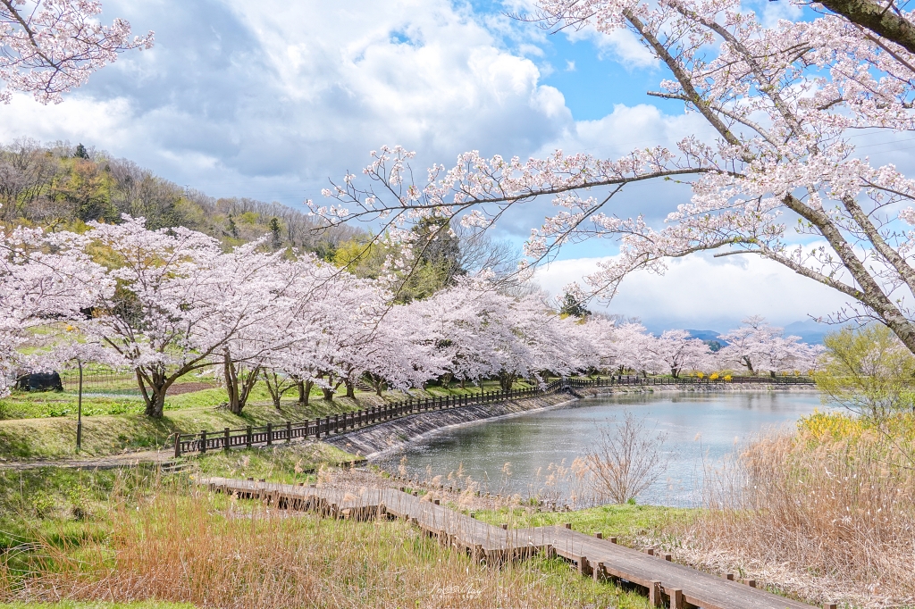 【福島茶屋沼公園櫻花】誤闖池畔祕境的賞櫻旅程｜私房拍照景點不藏私分享 @偽日本人May．食遊玩樂