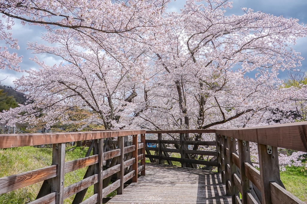 【福島茶屋沼公園櫻花】誤闖池畔祕境的賞櫻旅程｜私房拍照景點不藏私分享 @偽日本人May．食遊玩樂