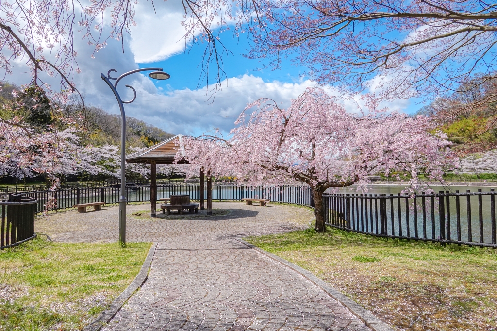 【福島茶屋沼公園櫻花】誤闖池畔祕境的賞櫻旅程｜私房拍照景點不藏私分享 @偽日本人May．食遊玩樂