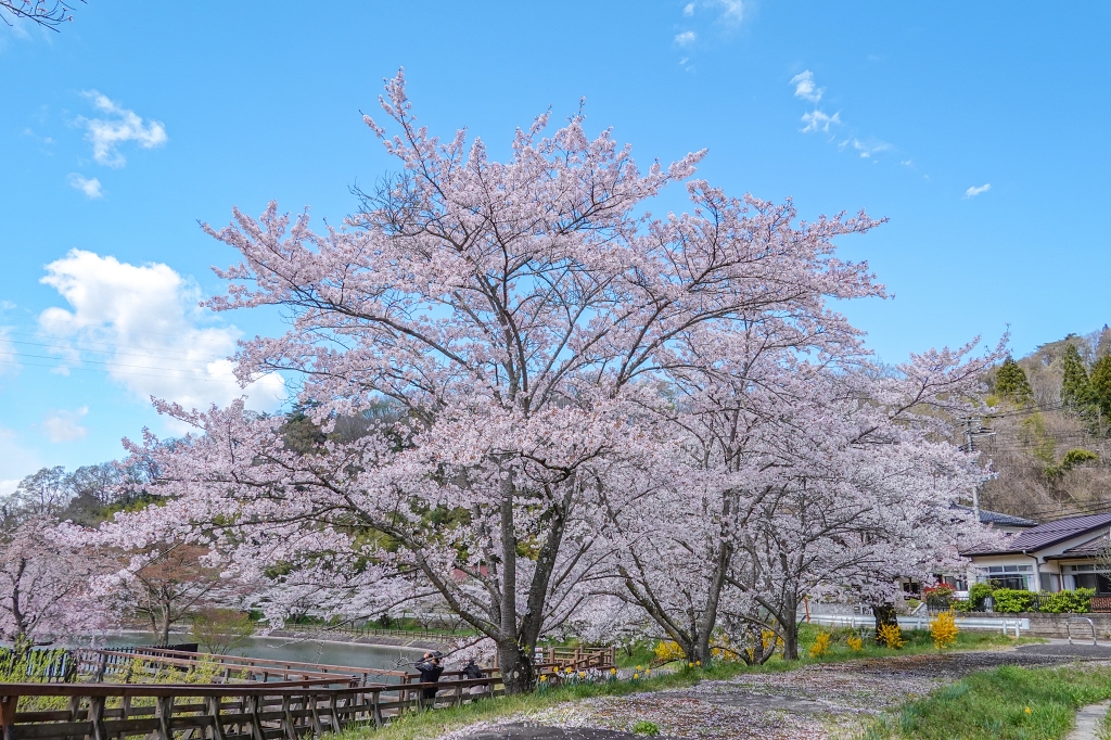 【福島茶屋沼公園櫻花】誤闖池畔祕境的賞櫻旅程｜私房拍照景點不藏私分享 @偽日本人May．食遊玩樂