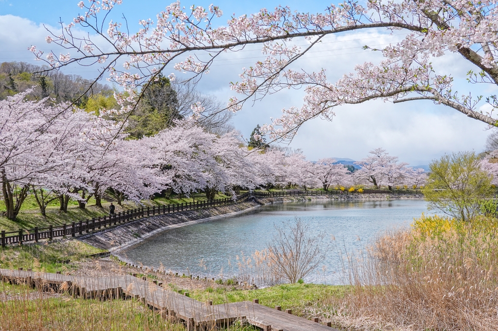 【福島茶屋沼公園櫻花】誤闖池畔祕境的賞櫻旅程｜私房拍照景點不藏私分享 @偽日本人May．食遊玩樂