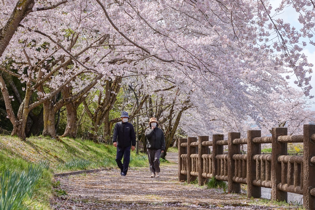 【福島茶屋沼公園櫻花】誤闖池畔祕境的賞櫻旅程｜私房拍照景點不藏私分享 @偽日本人May．食遊玩樂