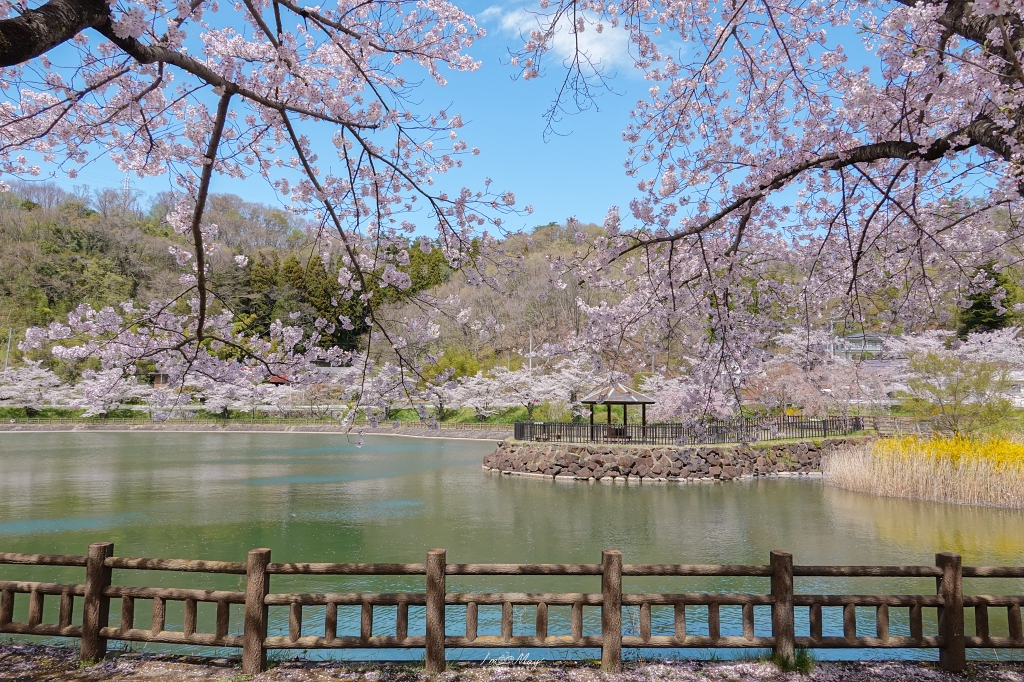 【福島茶屋沼公園櫻花】誤闖池畔祕境的賞櫻旅程｜私房拍照景點不藏私分享 @偽日本人May．食遊玩樂